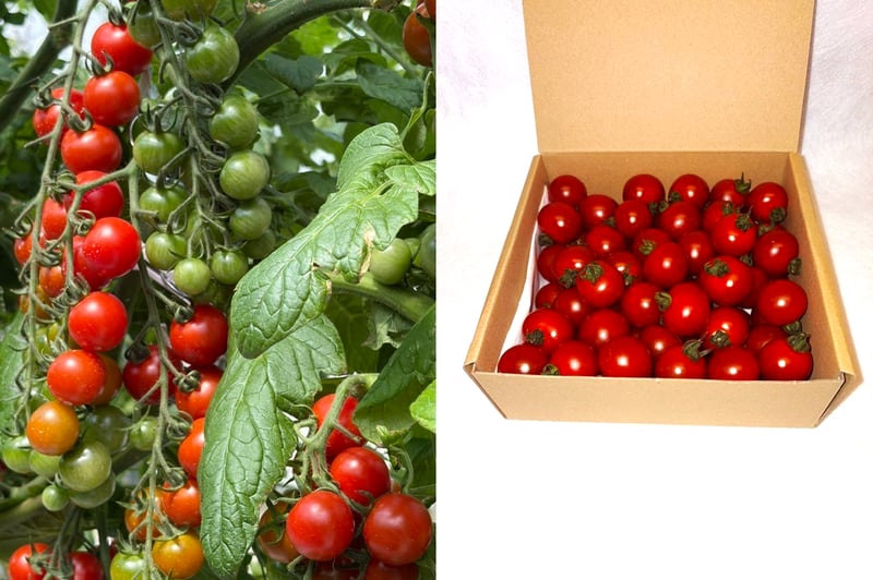 ながたファームのミニトマトが愛西市のふるさと納税返礼品に登録されました！